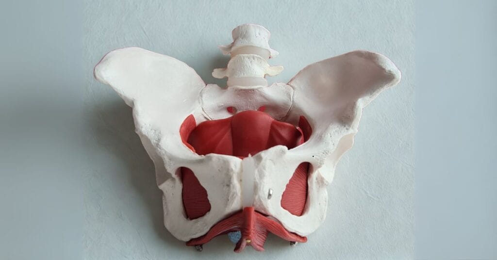 Pelvic Organ Prolapse: What It Is and How Physiotherapy Can Help You Feel Strong and Supported Again